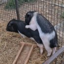 저팔계농장 이미지