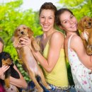 고려애견 이미지