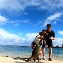 (주)지테크인터내셔날 남부지점 | [미국여행]마이애미 필수 이색체험! 카약타고 🦝 라쿤 아일랜드에서 라쿤 먹이주기🌴