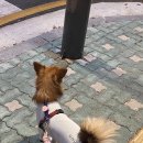 핫 독 이미지