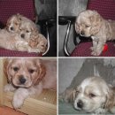 (주)수가축약품 이미지