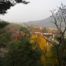 가온나무 이미지