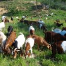 6월의 목장 이미지