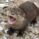 편백향기 이미지