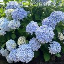 제주독채펜션돌집감성숙소돌담점 이미지