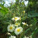 송강농장 이미지