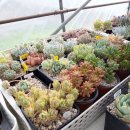 성암농장 | 대구성암다육농원 다육식물 구입후기