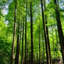 숲속한우마을 이미지