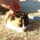 농가맛집매화당 이미지