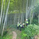 대나무랜드 이미지