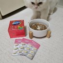 모모펫 | 고양이 종합 영양제 대웅펫 임팩타민펫 모모랑 네꼬 일주일 급여후기