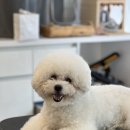 두산이네 애견샵 이미지