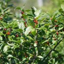 하늘빛으로 물든새 이미지