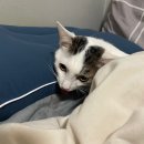 스카이셀프 이미지