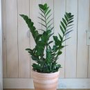 돈나와라뚝딱 이미지