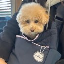 MS동물병원 이미지