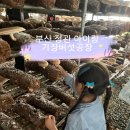 따기체험 및 피자만들기+동물먹이주기+모래놀이까지! 완벽한 체험코스 "기장버섯공장" 내돈내산 솔직후기