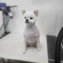 멍뭉이네 살롱 | 안양애견미용실 우리동네 멍뭉살롱에서의 특별한 하루