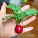 철원고구마 이미지