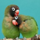 이른봄의 서정 이미지