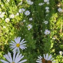 구절초 테마공원 제2주차장 이미지