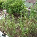 연꽃어린이집 이미지