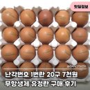 난각번호 1번 계란 20구 7천원대 핫딜 후기, 보는법 2번 4번 차이