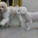 옐레드 애견유치원&애견호텔 부산용호점 네이버블로그