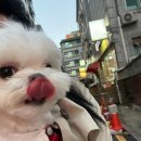 스킨앤이어동물병원 | #.다미 송파 스킨앤이어 동물병원_솔직진료후기(내돈내산)