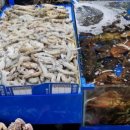 활어회대게 도매센타 이미지