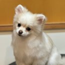 서른살나의펫2 이미지