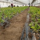 삼싹농장 이미지