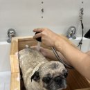 댕실댕실 이미지