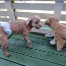 호텔 독스 이미지