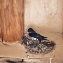 제17회 조지훈예술제 이미지