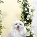 나나 펫 살롱 이미지