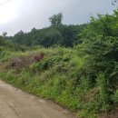 양지-3120 이미지