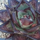 봉황슈퍼 이미지