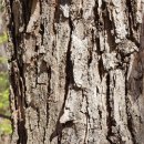 소리나무 이미지