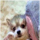 부산강아지분양 알프펫 이미지