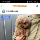 블루밍 펫 살롱 이미지