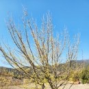 영인면 주민자치회관 | 전남 구례 산수유축제 여행 후기 개화 상황 및 주차 셔틀 정보
