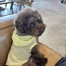 옐로베리 | 디베리 라이트 윈드브레이커 옐로우 후기 | 강아지 바람막이 추천