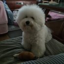 뚱강아지 이미지