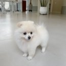 멍개구름 이미지