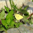 노랑나비 이미지