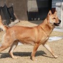 한국진돗개육종연구소 이미지