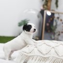 일산강아지분양 라펫 이미지