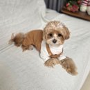 그루밍독스 | [리치독] 강아지봄옷 쇼핑 성공적 (ft. 강아지멜빵바지 핏)