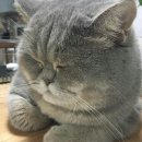 이야옹 이미지
